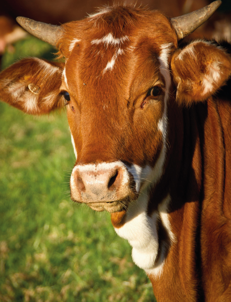 Adaklık Kalite Taahhüdü